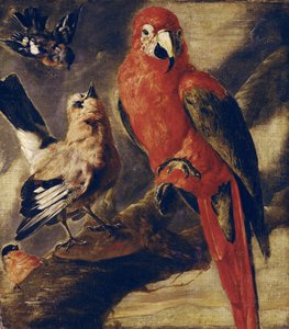 Macaw and Bullfinch
